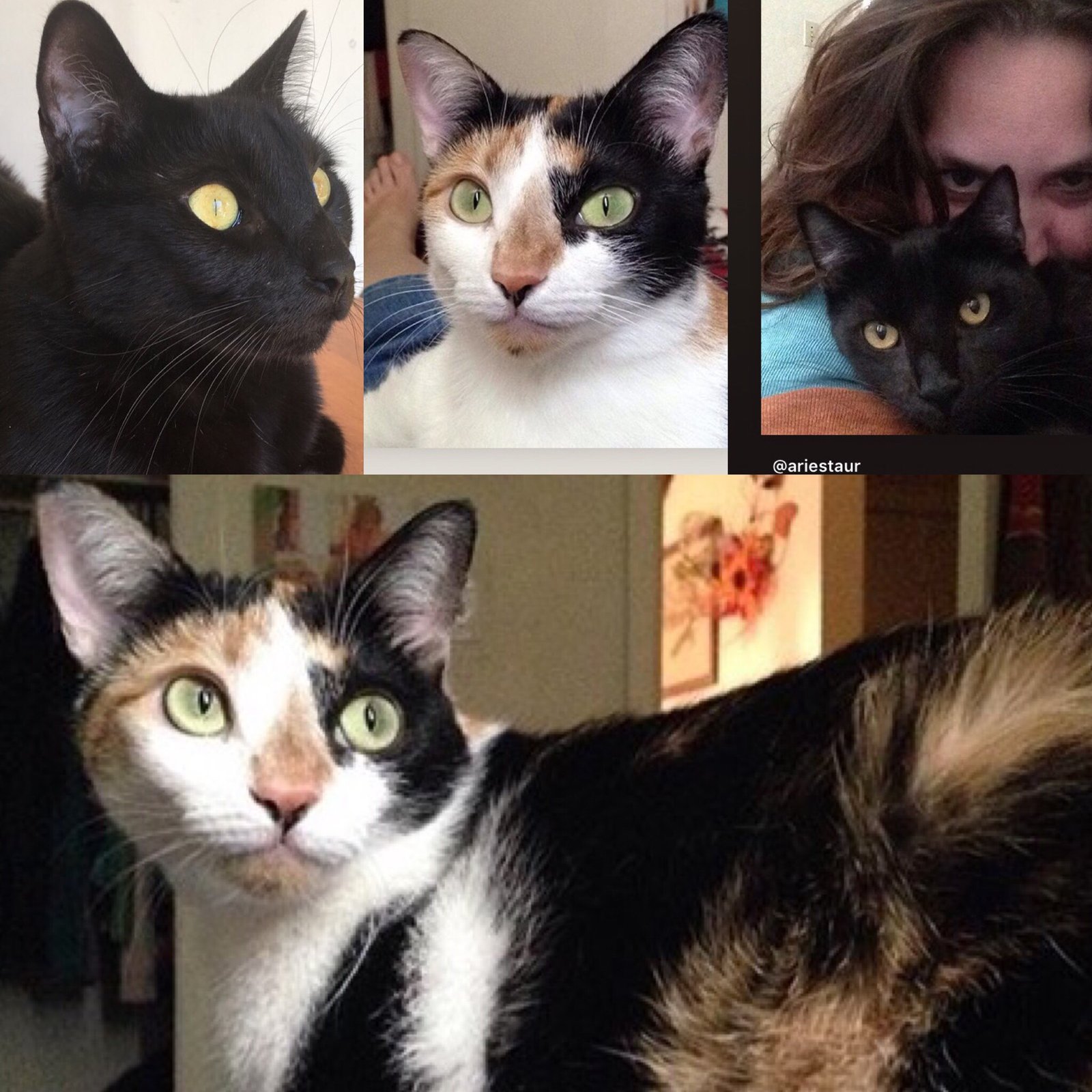 Equal Means Equal Contribution